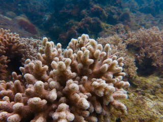 Fototapeta na wymiar Soft coral that found within coral reef area at Tioman island, Malaysia
