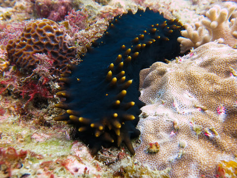 Sea cucumber found at coral reef area at Tioman island, Malaysia