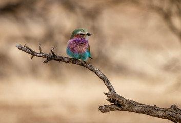 Lilac Breasted Roller sits on a tree branch