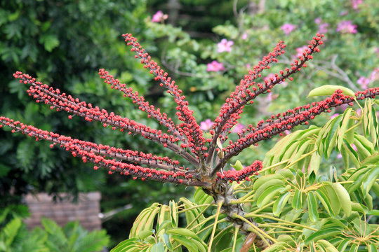 Schefflera actinophylla tree flowering in Hawaii