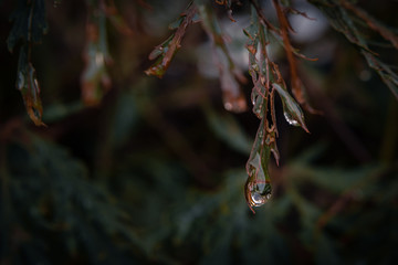 Droplet