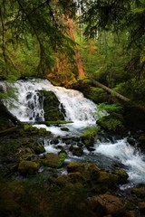 Majestic Mossy Waterfall in a Forest of Lush Green Trees