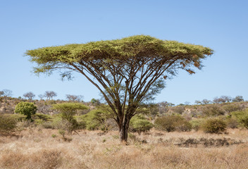 Fototapeta na wymiar Umbrella acacia trees tend to be isolated from any other large plants