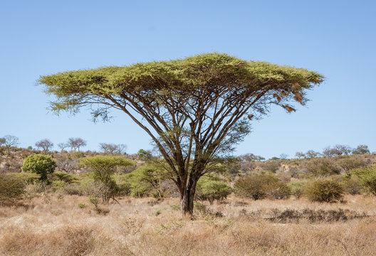Umbrella acacia trees tend to be isolated from any other large plants