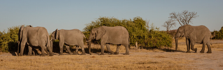 Naklejka na ściany i meble Family of elephants walks along river edge