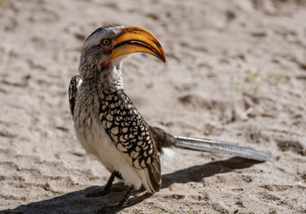 Yellow Billed Hornbill sits on the sand, scanning his horizon