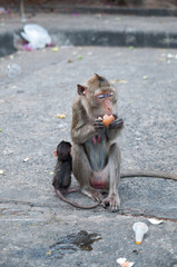 Portrait of rhesus macaque monkey 