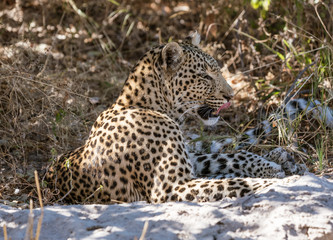 Leopard sits on sand, licking his chops while scanning the horizon