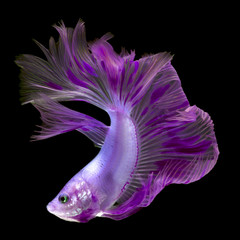 Pez betta en movimiento cantones 2018