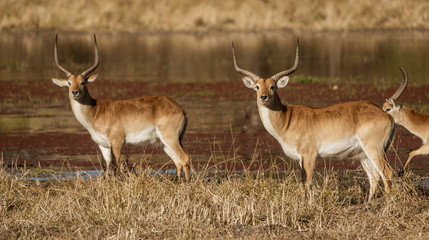 Naklejka na ściany i meble Red lechwe are wary antelopes, and turn to watch the photographer