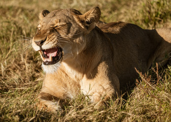 Adult female lions lies down, but constantly scans the horizon