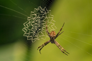 Macro closeup view of spider resting on spiderweb with dark bokeh background
