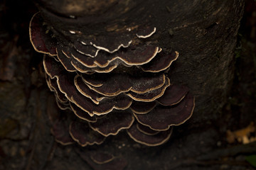 Lignt colored fringe mushroom looking fungus growing on tree dark bark