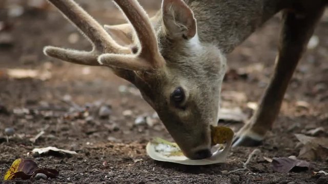 Deer eating and munching a single big leaf