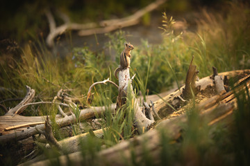 Portrait of a Chipmunk