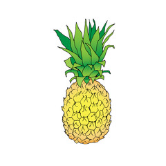 isolated vector color line illustration of pineapple
