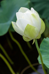 a summer lotus flower
