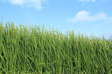 稲穂　青空　8月