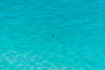 a single turtle in the clear waters at cape byron