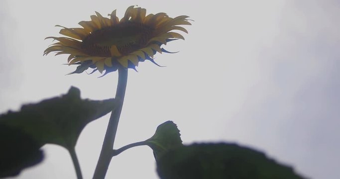 見上げるひまわり　真夏の向日葵　自然の風景