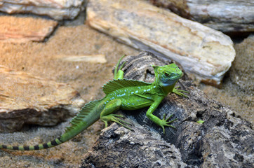 green exotic lizard