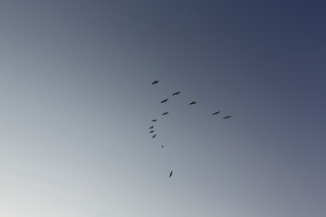 Birds above Battery Mendell