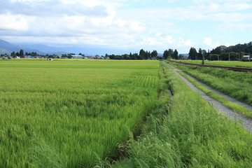 秋田内陸縦貫鉄道　夏の田園風景　8月