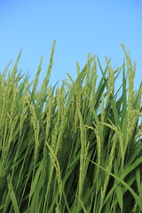 稲穂　青空　秋田県　あきたこまち　8月