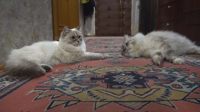 love game and courtship between two Siberian  color point cats in a city apartment