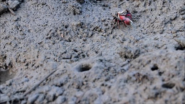 シオマネキの戸締り