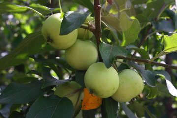 green apples on a branch between green leaves