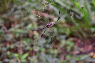 Spider 