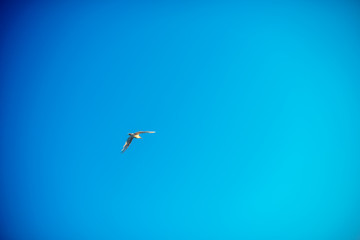 Waved bird Seagull flying over the blue sky
