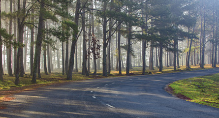 Fototapeta premium Pine forest in sunlight