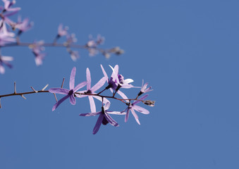 Purple flower blossoming in blue sky