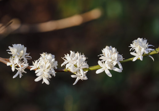 Coffee flower blossoming in coffee tree