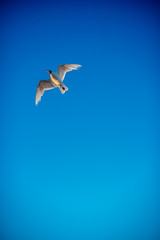 White Albatrossin blue sky