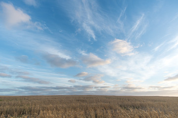 Fototapeta premium clouds and blue sky over wheat fields