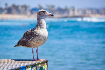 Seagull