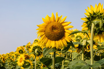 Sunflowers 29