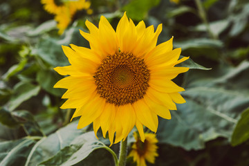 Naklejka premium Sunflower 21