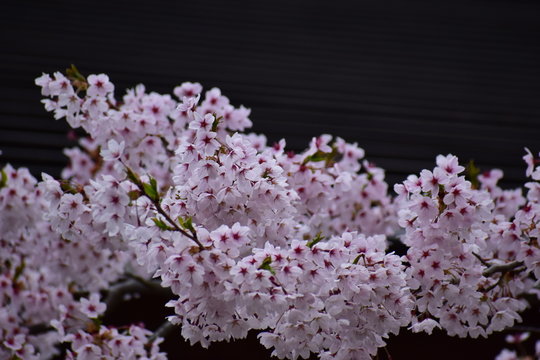 浮かび上がる桜