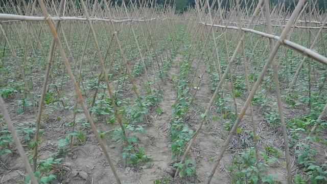 Young Stalks Of A String Bean On Poles