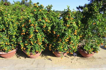 Fototapeta na wymiar Kumquat selling in Vietnam market