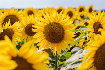 Sunflowers 28