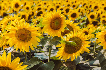 Fototapeta na wymiar Sunflowers 27
