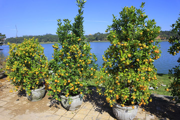 Kumquat selling in Vietnam market