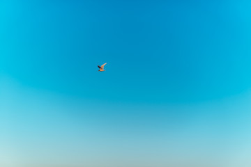 A wandering Albatross flying in the sky