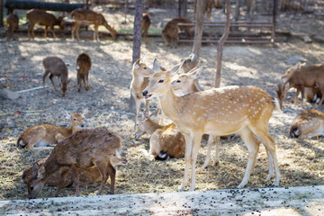 Brown deer in farm