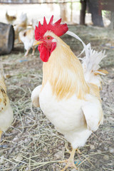 White chicken in farm